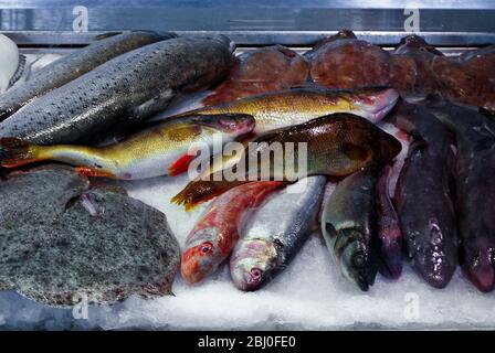 Pesce fresco su ghiaccio al bancone della "Feske KÌ¦rka", il principale mercato ittico di Gothenburg, Svezia. - Foto Stock