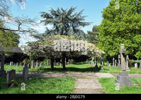 Chiesa di San Michele, Woburn Sands Bucks, albero fiorito di ciliegio Foto Stock