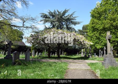 Chiesa di San Michele, Woburn Sands Bucks, albero fiorito di ciliegio Foto Stock