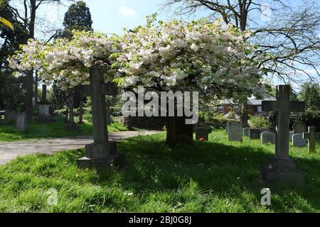 Chiesa di San Michele, Woburn Sands Bucks, albero fiorito di ciliegio Foto Stock