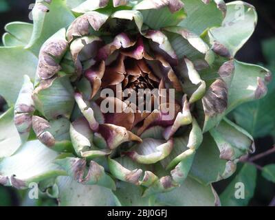 Crescita del carciofo globo. Il carciofo di globo (Cynara scolymus) è una specie di carciofo. La parte commestibile della pianta è la base (recipiente) della A. Foto Stock