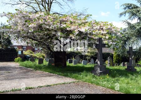 Chiesa di San Michele, Woburn Sands Bucks, albero fiorito di ciliegio Foto Stock