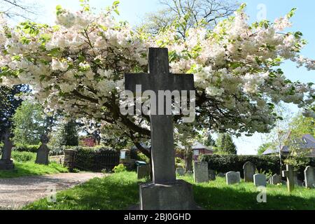 Chiesa di San Michele, Woburn Sands Bucks, albero fiorito di ciliegio Foto Stock