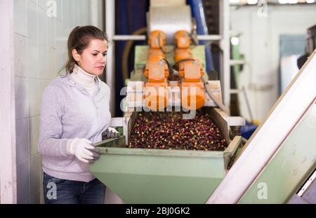 Giovane esperta che controlla il trasferimento delle olive da trasportatore a macchina frantumatrice presso la fabbrica artigianale di olio d'oliva Foto Stock