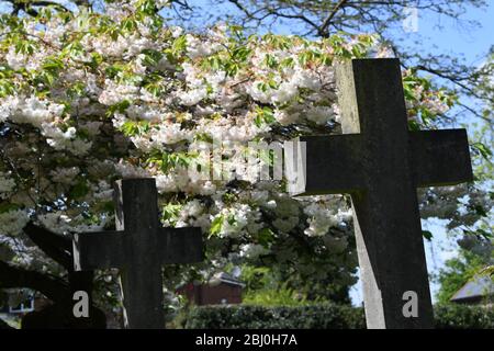 Chiesa di San Michele, Woburn Sands Bucks, albero fiorito di ciliegio Foto Stock