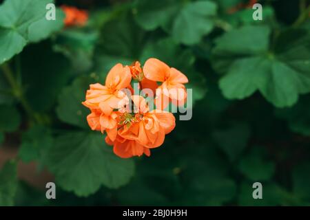 fiori di begonia arancione fioriscono nel giardino Foto Stock