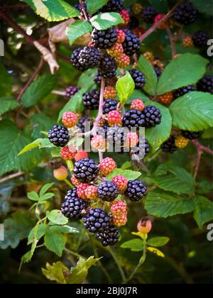 More maturando in Kentish hedgerow - Foto Stock