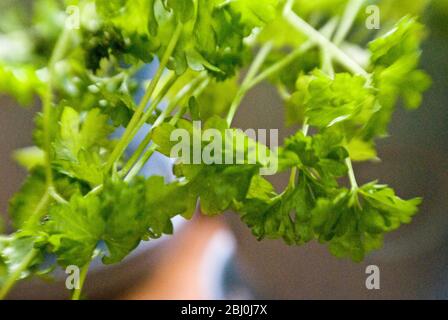 Primo piano di foglie di coriandolo giovane in pentola sul davanzale della finestra della cucina. Ripresa con obiettivo Lensbaby per un effetto bordo sfocato - Foto Stock