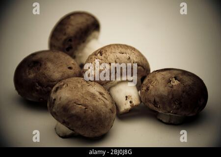 Piccoli funghi castani su fondo bianco - Foto Stock