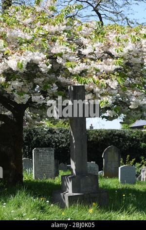 Chiesa di San Michele, Woburn Sands Bucks, albero fiorito di ciliegio Foto Stock