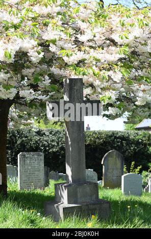 Chiesa di San Michele, Woburn Sands Bucks, albero fiorito di ciliegio Foto Stock