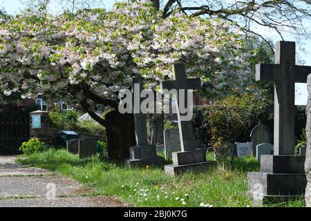 Chiesa di San Michele, Woburn Sands Bucks, albero fiorito di ciliegio Foto Stock