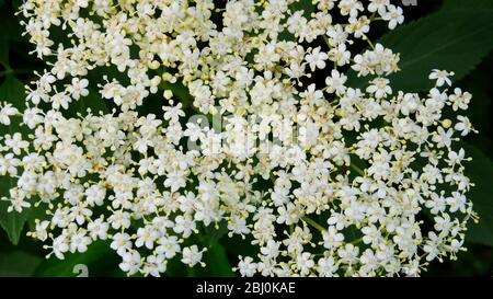 Primo piano della coltivazione di fiori di sambuco nella campagna di Kentish - Foto Stock