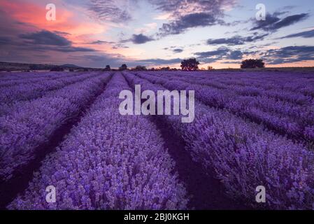 Campi di lavanda. Bella immagine di campo di lavanda. Estate tramonto paesaggio, colori contrastanti. Nuvole scure, tramonto drammatico. Foto Stock