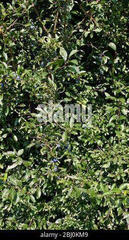 Sloes che crescono in cespugli di blackthorn in hedge in Kent UK - Foto Stock