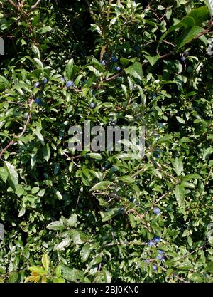 Sloes che crescono in cespugli di blackthorn in hedge in Kent UK - Foto Stock