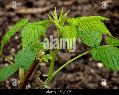 Giovane canna di lampone recentemente piantata - Foto Stock