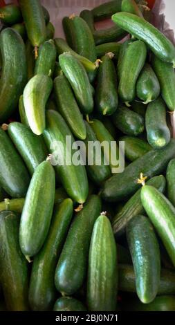 Cetrioli in vendita in stalla agricola stradale, Cipro meridionale. - Foto Stock