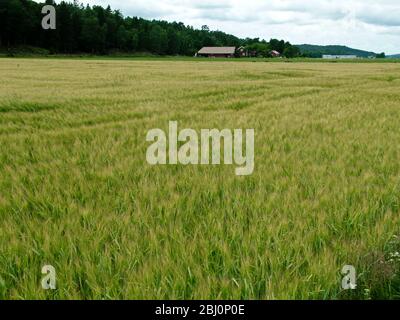 Orzo maturato in campo a Halland, Svezia meridionale, con azienda agricola e granai rossi sullo sfondo - Foto Stock