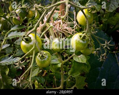 Pomodori, ancora verdi, legati e sostenuti da rafia naturale - Foto Stock