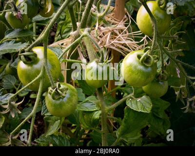 Pomodori, ancora verdi, legati e sostenuti da rafia naturale - Foto Stock