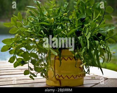 Mirtilli sui loro steli raccolti come un bouquet in caraffa di ceramica. Svezia - Foto Stock