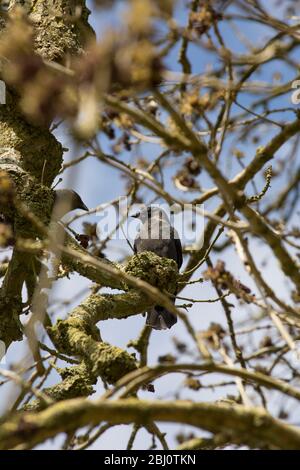 Un jackdaw, Corvus monidula, seduto in un albero fiorito di frassino, Fraxinus excelsior, lungo una strada di campagna nel Dorset Nord nel mese di marzo. Inghilterra GB Foto Stock