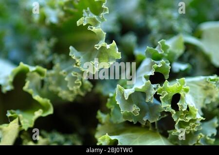 Primo piano dei bordi ricci delle foglie di broccoli appena raccolte - Foto Stock
