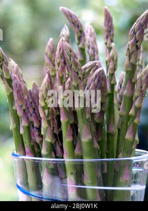 Asparagi verdi appena raccolti, all'aperto - Foto Stock