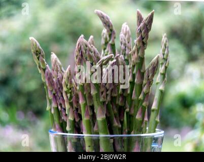 Asparagi verdi appena raccolti, all'aperto - Foto Stock