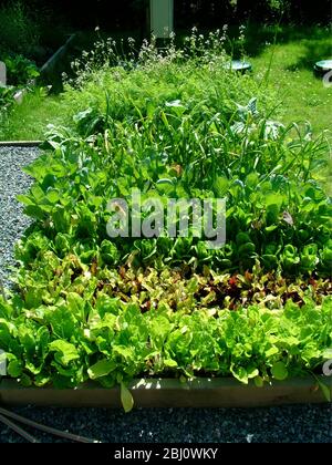 Piccolo appezzamento vegetale produttivo con prodotti abbondanti - Foto Stock