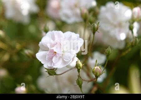 Paul's Himalayan Musk è rosa a pieno fiore nel mese di giugno in Kent, Inghilterra - Foto Stock