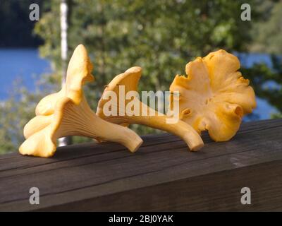 Le Chanterelle gialle o dorate (Cantharellus cibarius) appena selezionate nella Svezia meridionale - Foto Stock