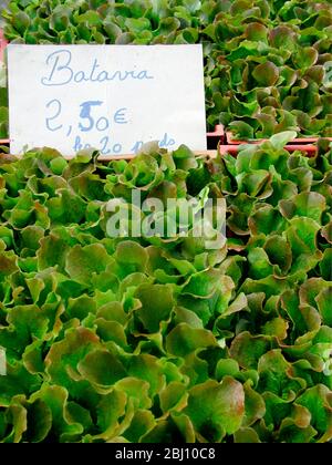 Scatole di lattuga batavia su bancarella francese del mercato - Foto Stock