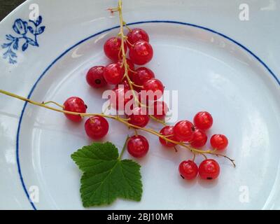 Ribes rosso fresco sui loro steli su piatto svedese bianco e blu vintage - Foto Stock