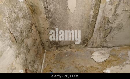 Vecchio gesso coperto di muschio e muffa che cade dal muro di mattoni rossi. L'edificio ha colori sbiaditi. Foto Stock