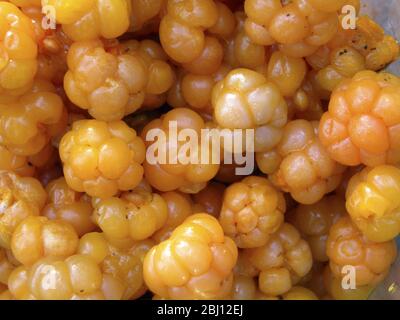 Il bacche nuvoloso, Rubus chamaemorus L., Rosaceae, è un piccolo brambone erbaceo comune alle torbiere nell'emisfero settentrionale. Il bacca ha un m forte Foto Stock