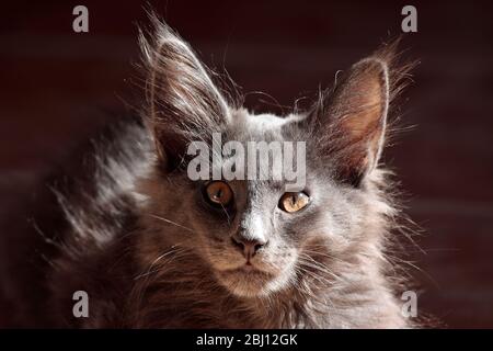 Un dolce gattino norvegese di alcuni mesi con splendidi occhi marroni alla luce del sole Foto Stock