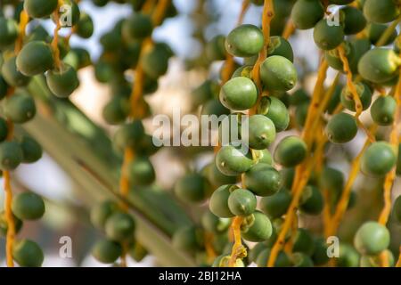 Date in primo piano su un albero in Medio Oriente - Emirati Arabi Uniti o Arabia Saudita. Foto Stock