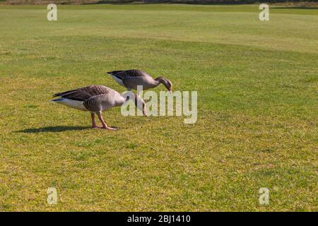 Oche di grigiadino, Anser anser, sull'erba a Dorset, Regno Unito in aprile Foto Stock