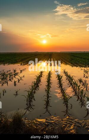 Inondati giovani campo di grano con la piantagione di colture danneggiate in sunset dopo grave durante la stagione delle piogge che avrà un impatto sulla resa della pianta coltivata Foto Stock