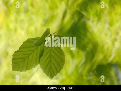 Le foglie di faggio verde calce super luminose di foglie di primavera fresche sono in primo piano contro la sfocatura del vento nell'albero che muove le foglie Foto Stock