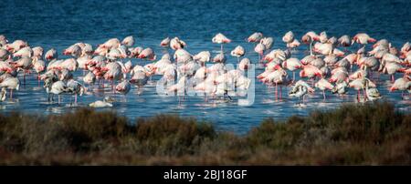 Animali Delta Ebro Foto Stock