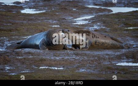 Coppia di foche Grey Atlantic, Halichoerus Grypus, Courtship, Donna Nook Lincolnshire uk Foto Stock