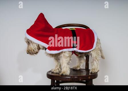 Cane bianco Terrier vestito con santa Suit UK Foto Stock