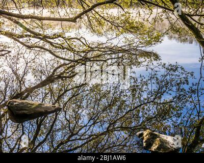 Il ramo di un albero e la sua riflessione nell'acqua ferma di un lago. Foto Stock