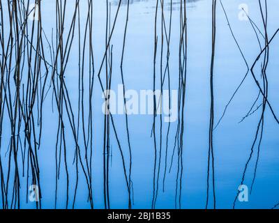 Canne e la loro riflessione nell'acqua ferma di un lago. Foto Stock