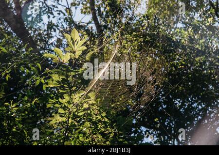 Cascate di Iguazu, Argentina, Brasile Foto Stock