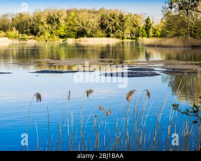 Una mattinata di primavera soleggiato a Coate Water a Swindon. Foto Stock