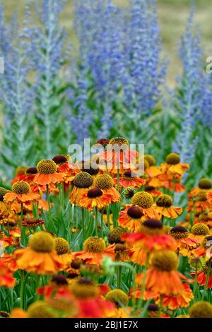 Primo piano delle teste dei fiori della varietà Helenium 'Sahins Early Flowerer' Foto Stock